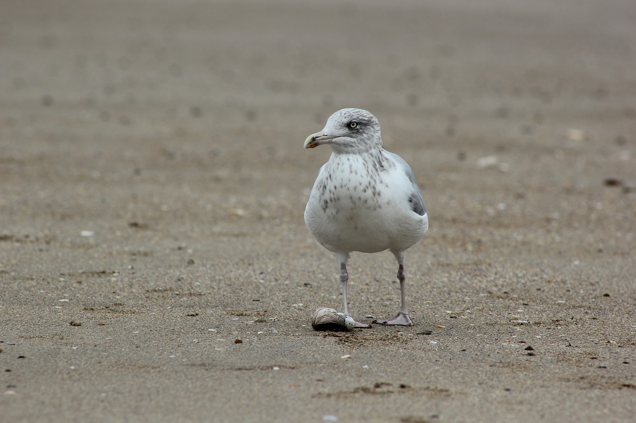 seagull sand beach free photo