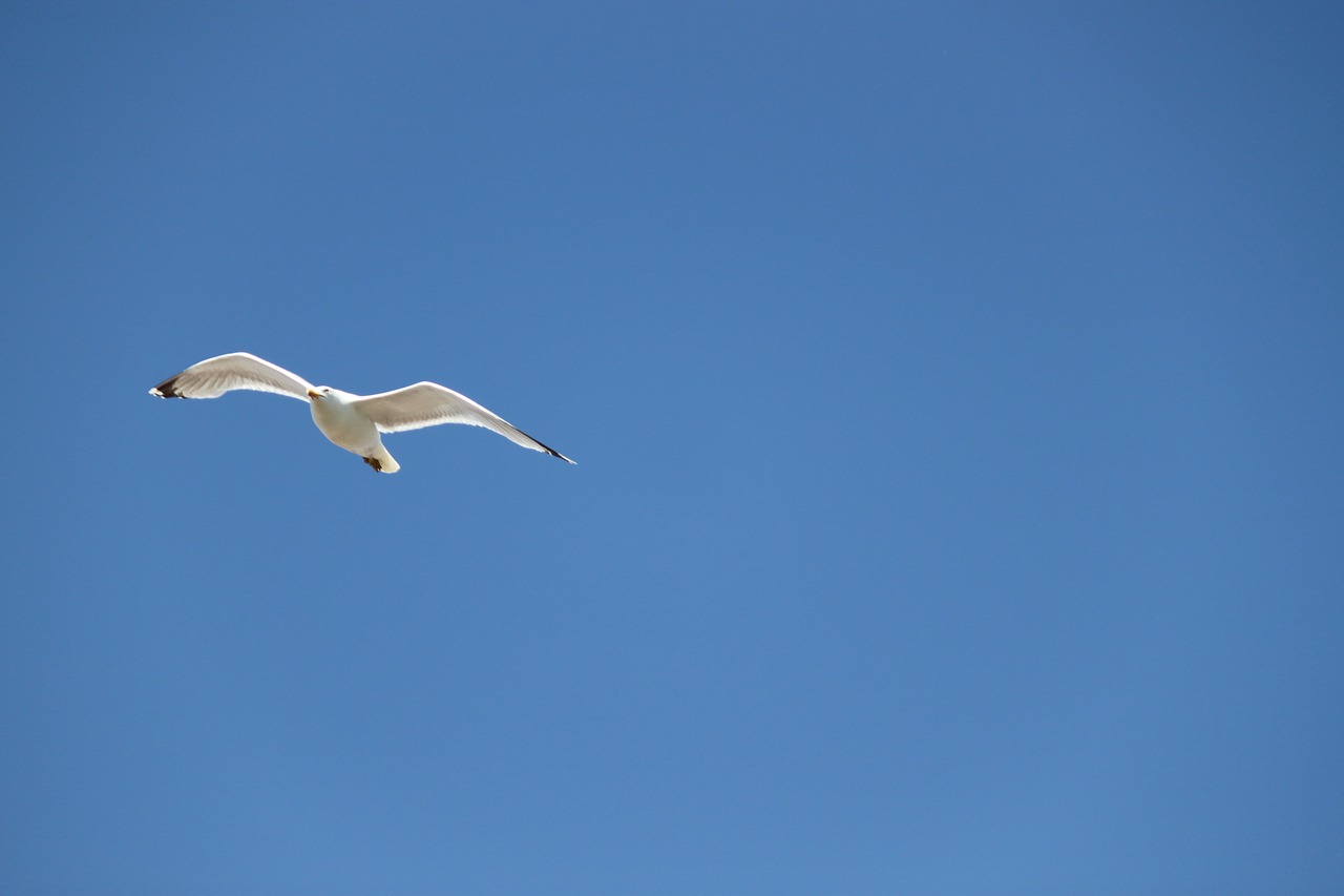 seagull gulls fly free photo