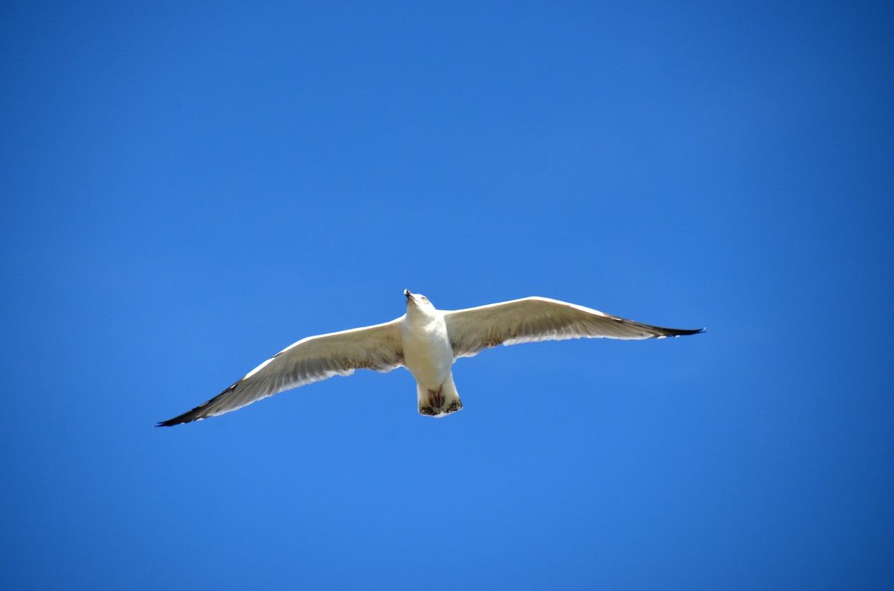 seagull blue bird free photo