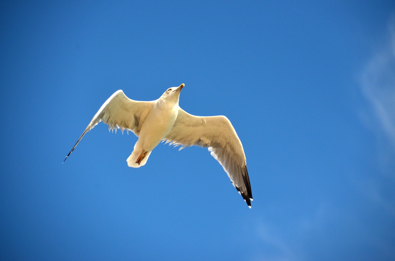 seagull blue bird free photo