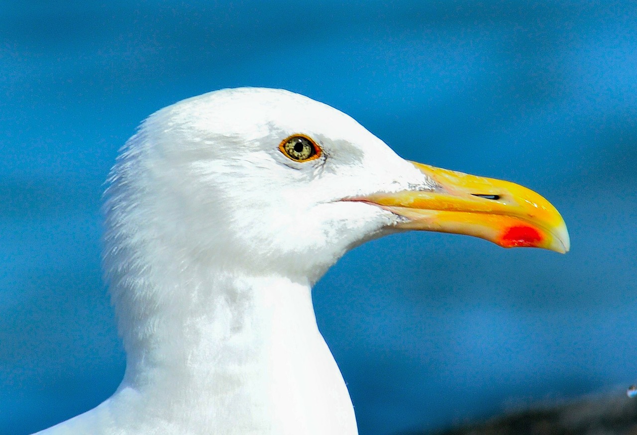 seagull bird beach free photo