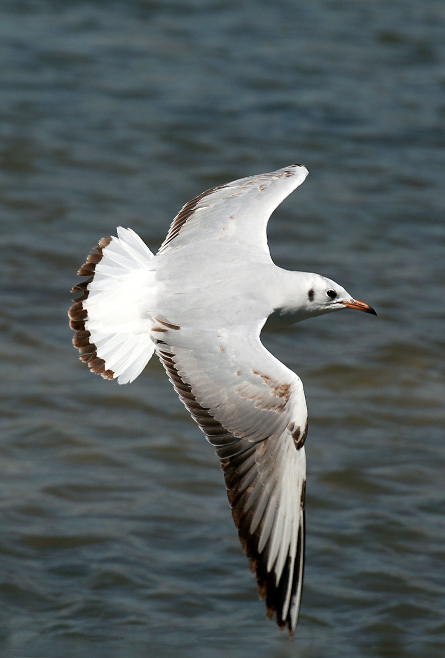 seagull flying bird free photo