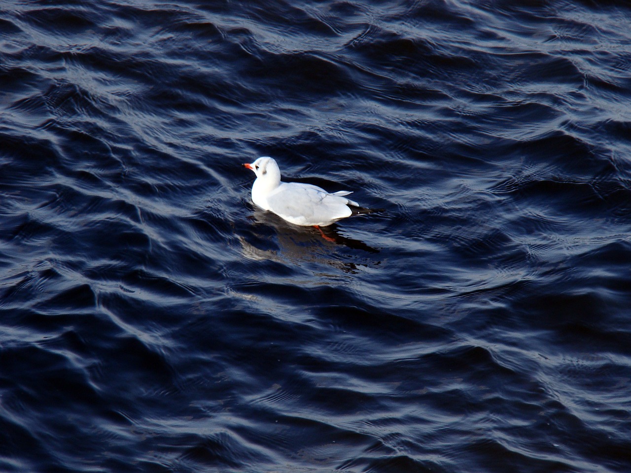 seagull river wave free photo