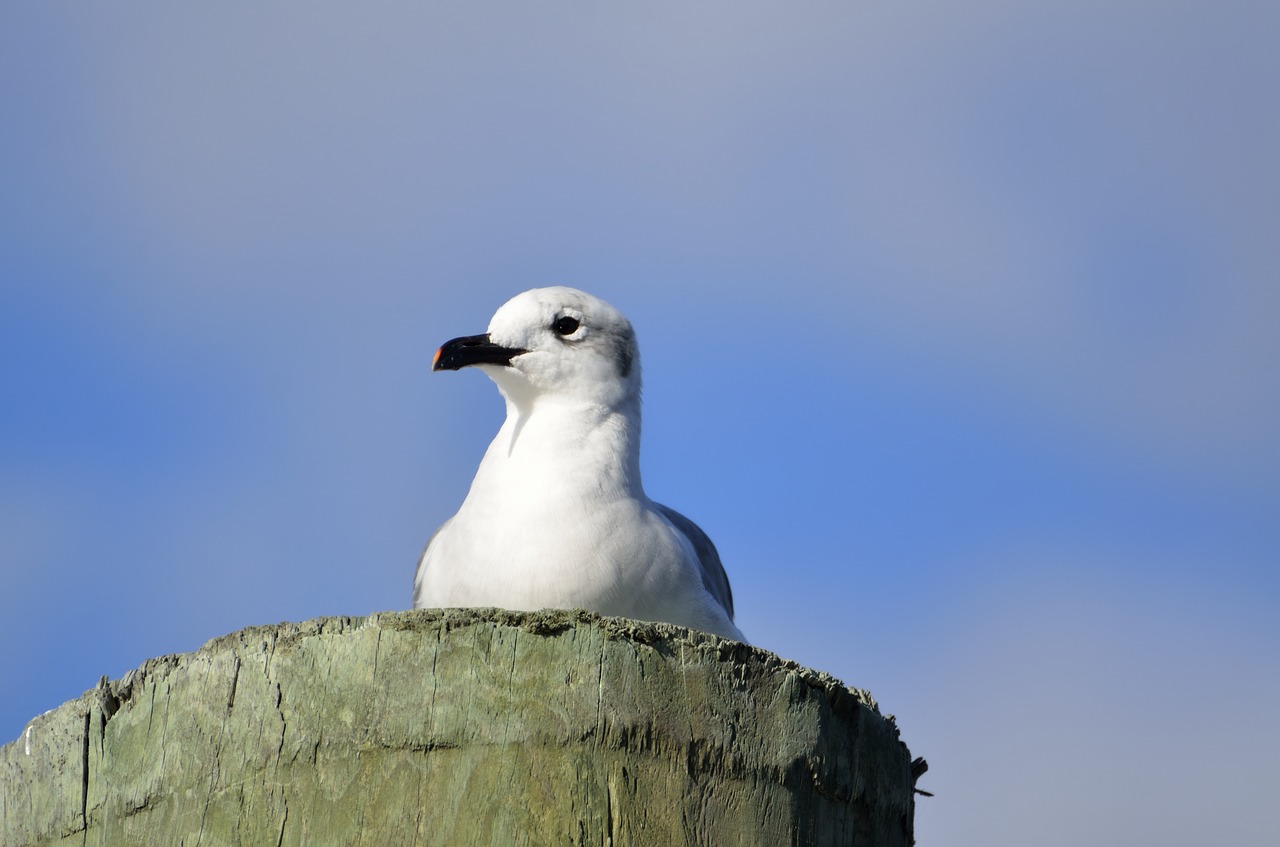 seagull bird avian free photo