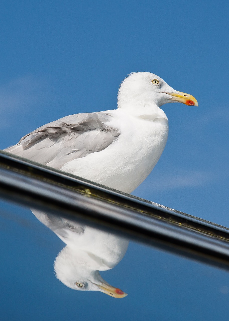 seagull mirror vain free photo