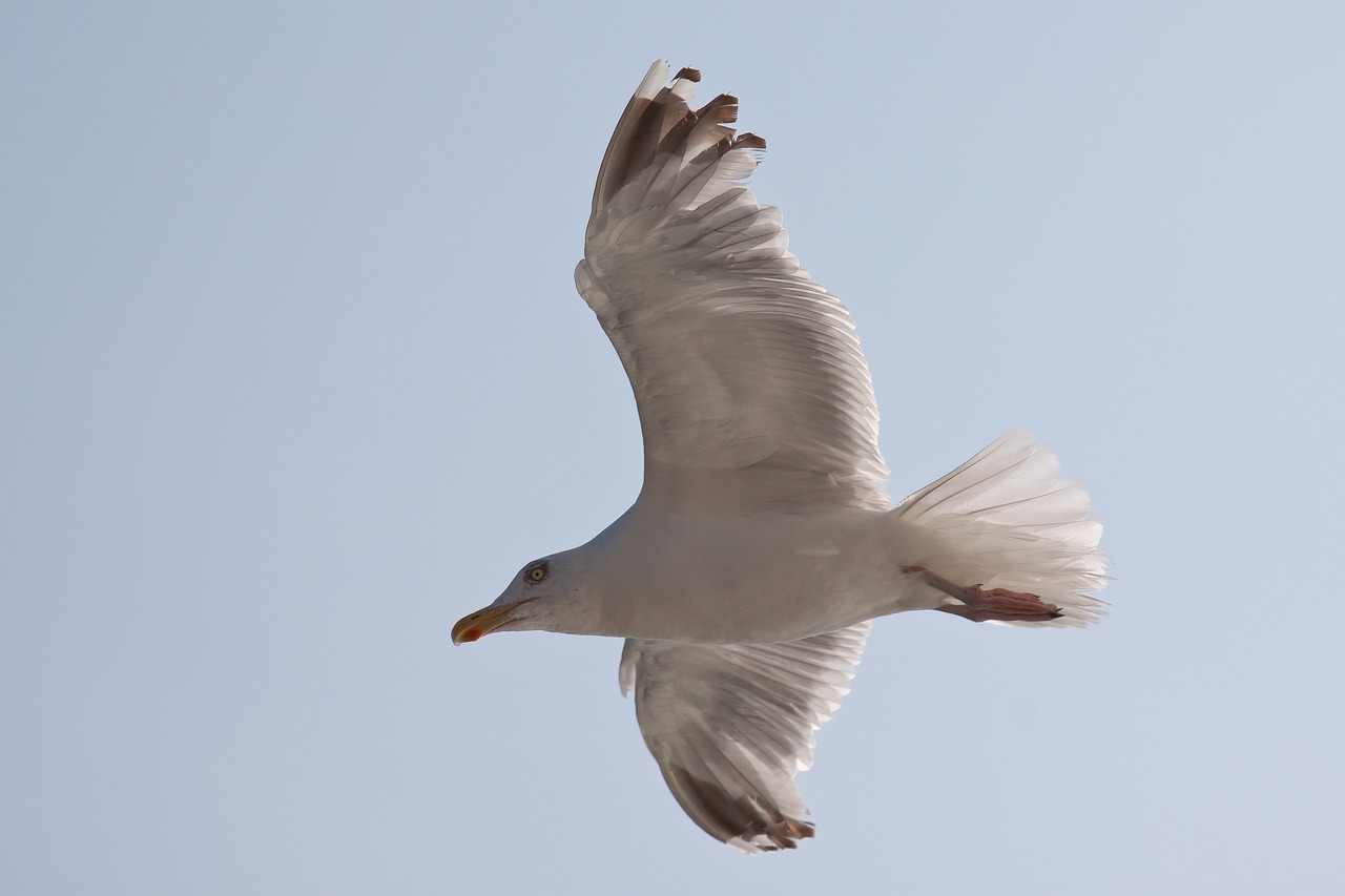 seagull mirror vain free photo