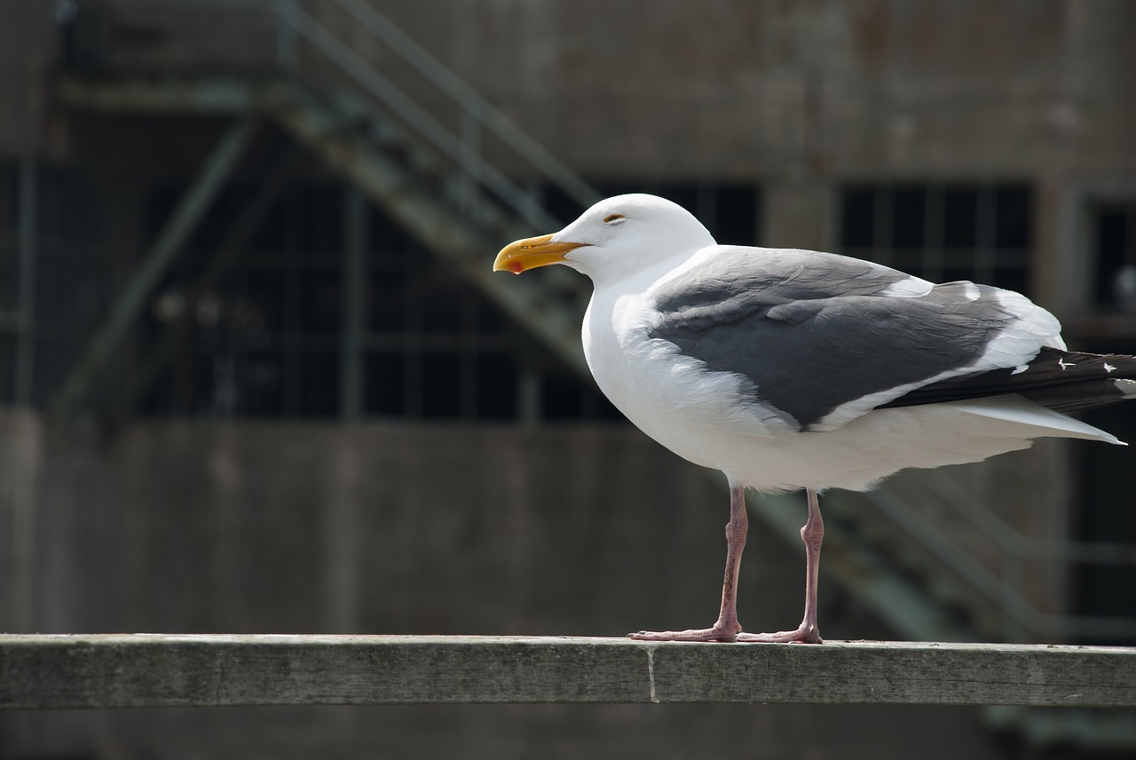 seagull cold wind free photo