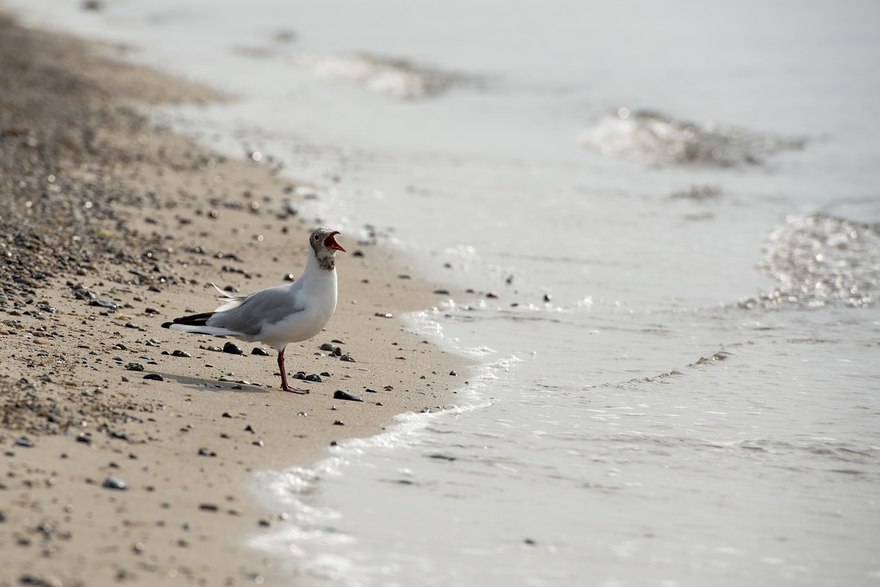 seagull beach water free photo