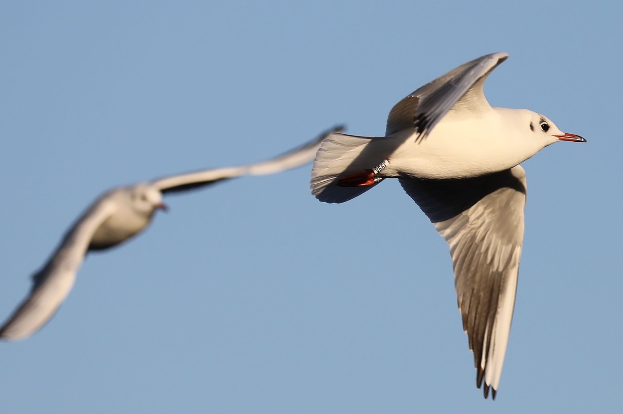 seagull flight manoeuvre flight free photo