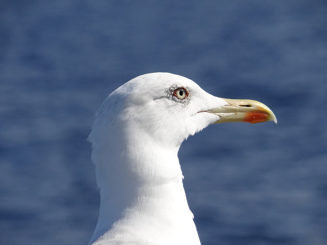 seagull lake bird free photo