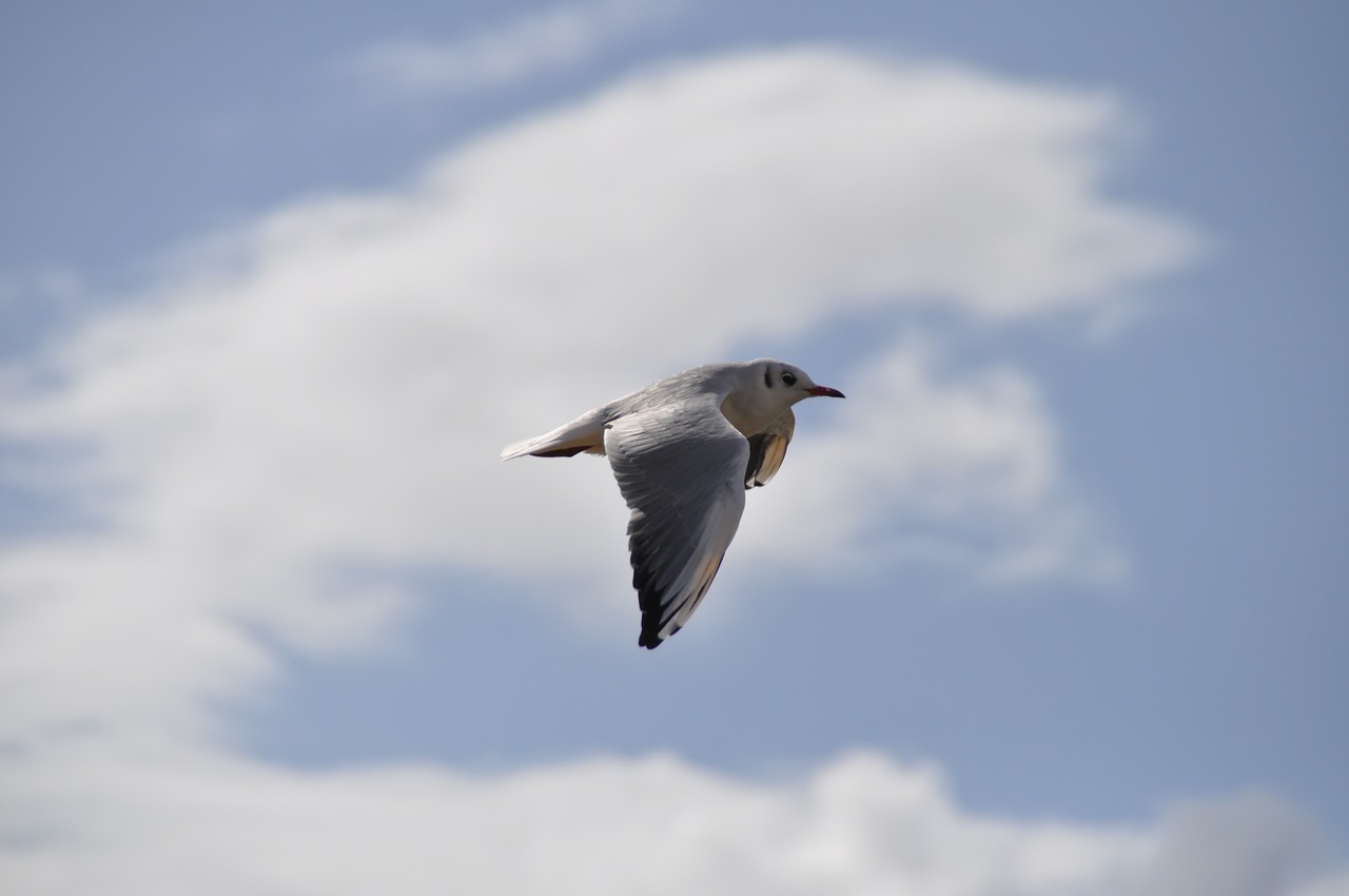 seagull sky clouds free photo