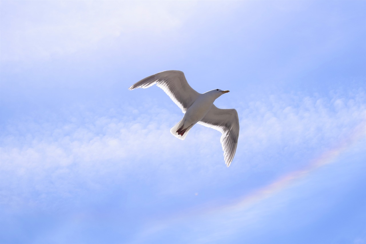seagull rainbow sky free photo
