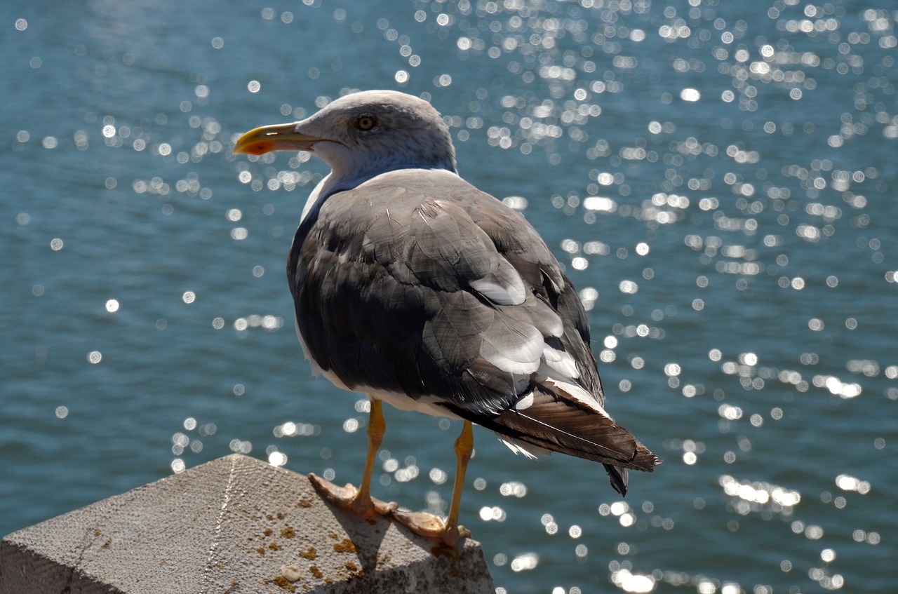 seagull sea seevogel free photo