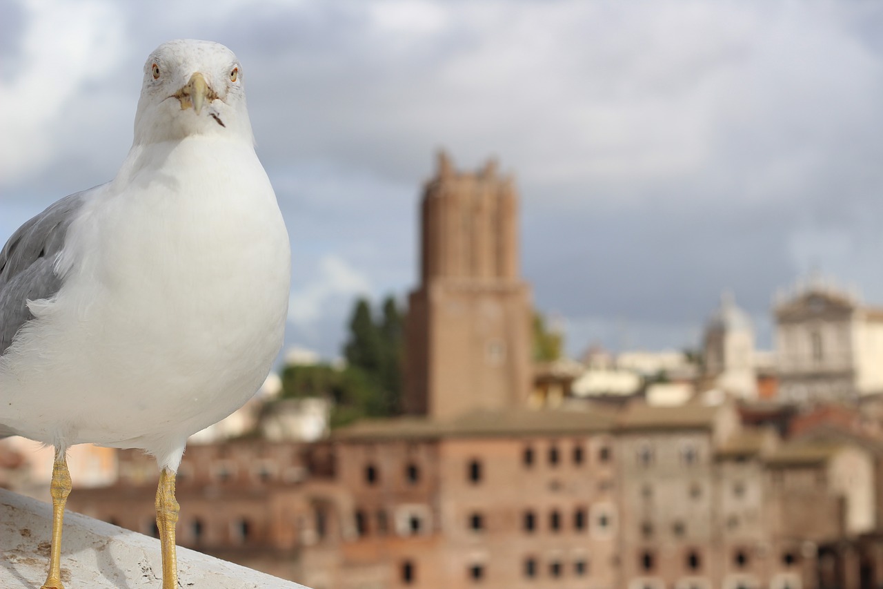 seagull rome bird free photo