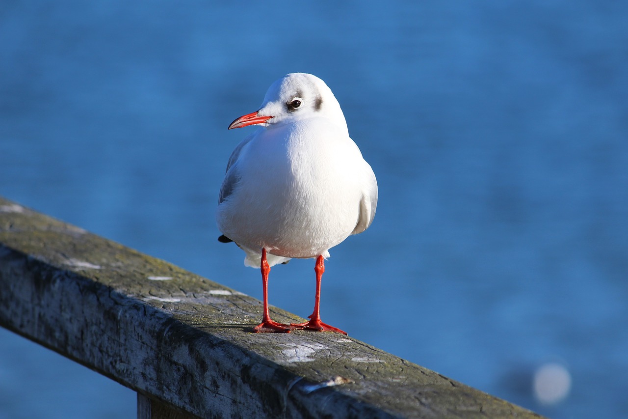 seagull water bird bird free photo