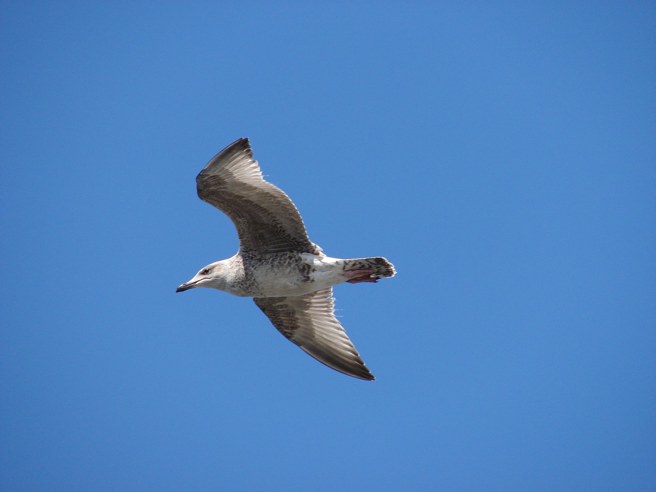 seagull sea bird free photo