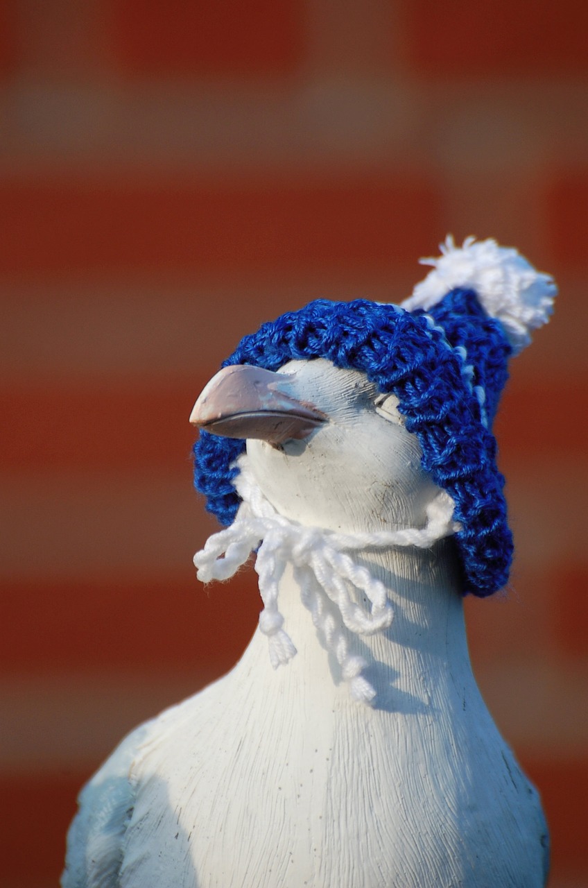 seagull cap cheeky free photo