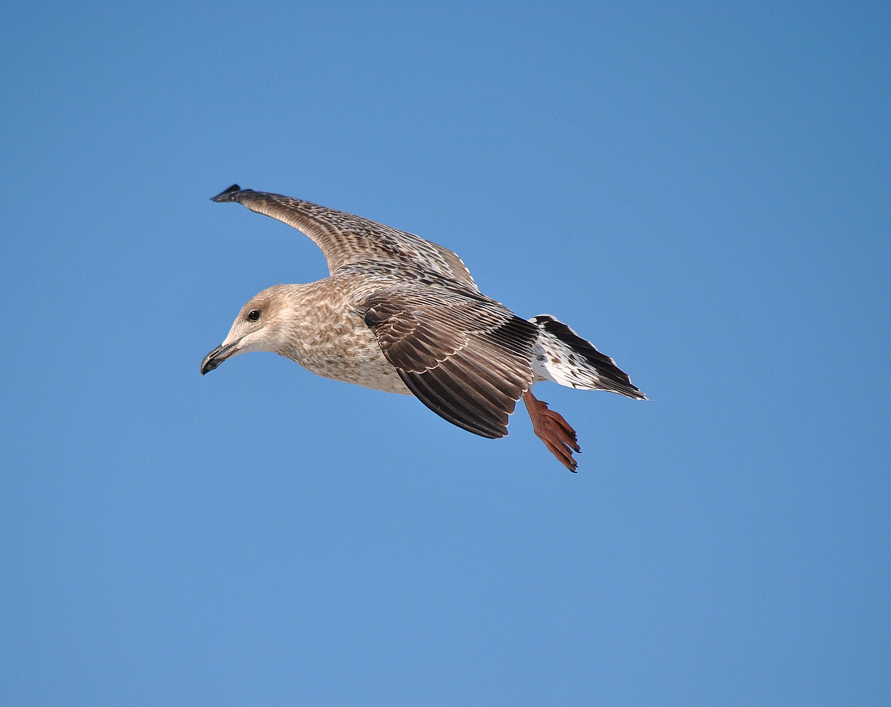 seagull nature gull free photo