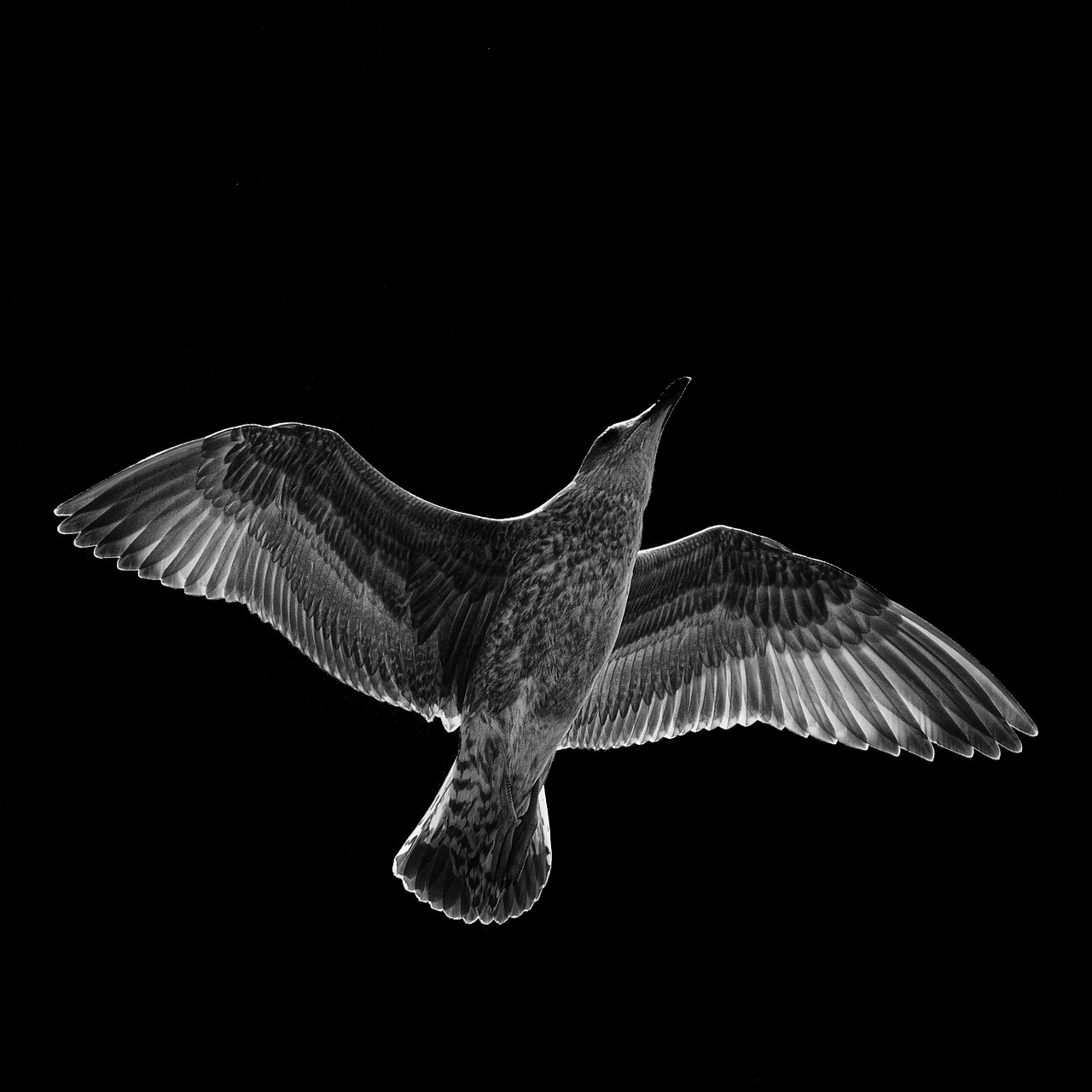 seagull black white free photo