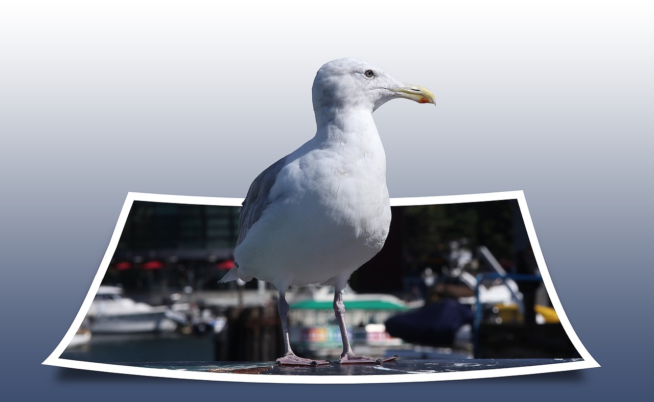 seagull bird polaroid free photo