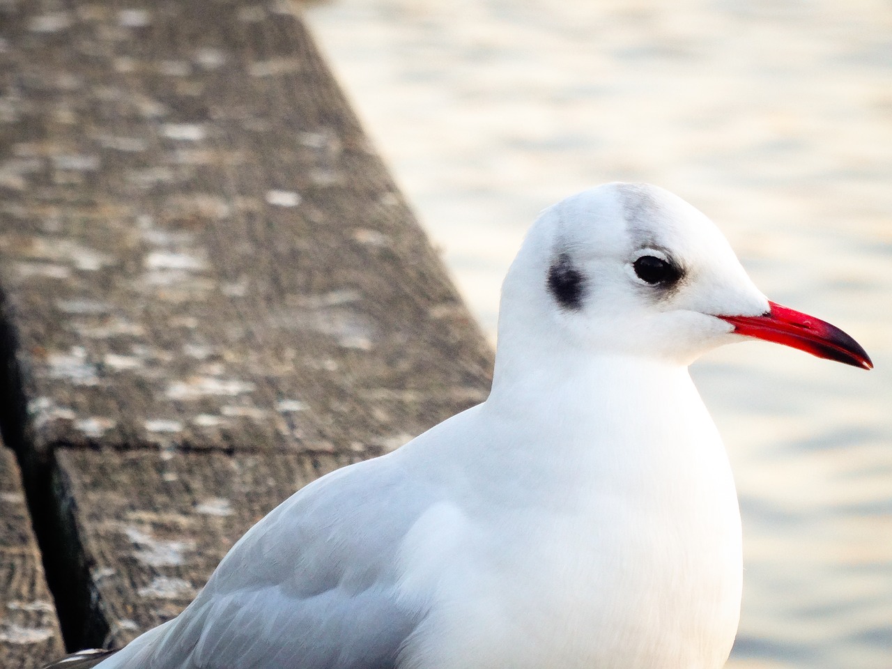 seagull bird nature free photo