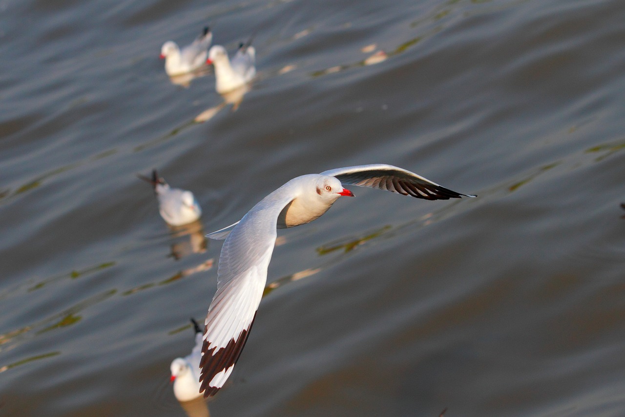 seagull bang pu gull free photo