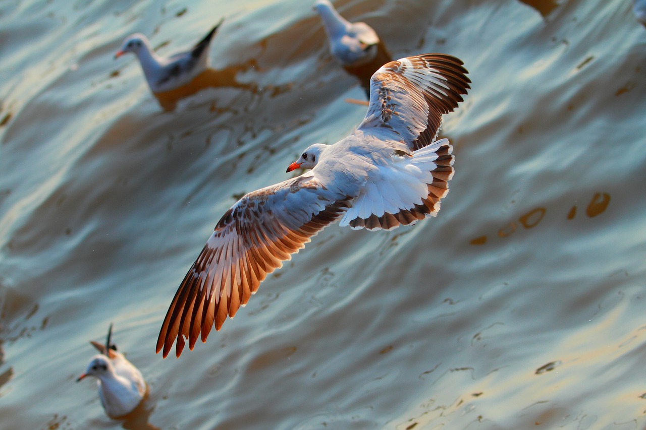seagull open wings beautiful colors free photo