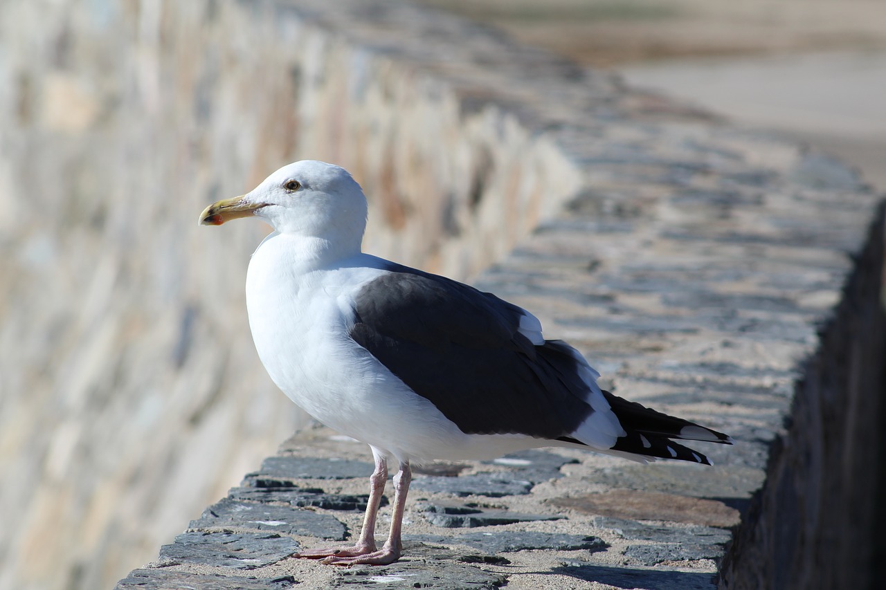 seagull nature contemplation free photo