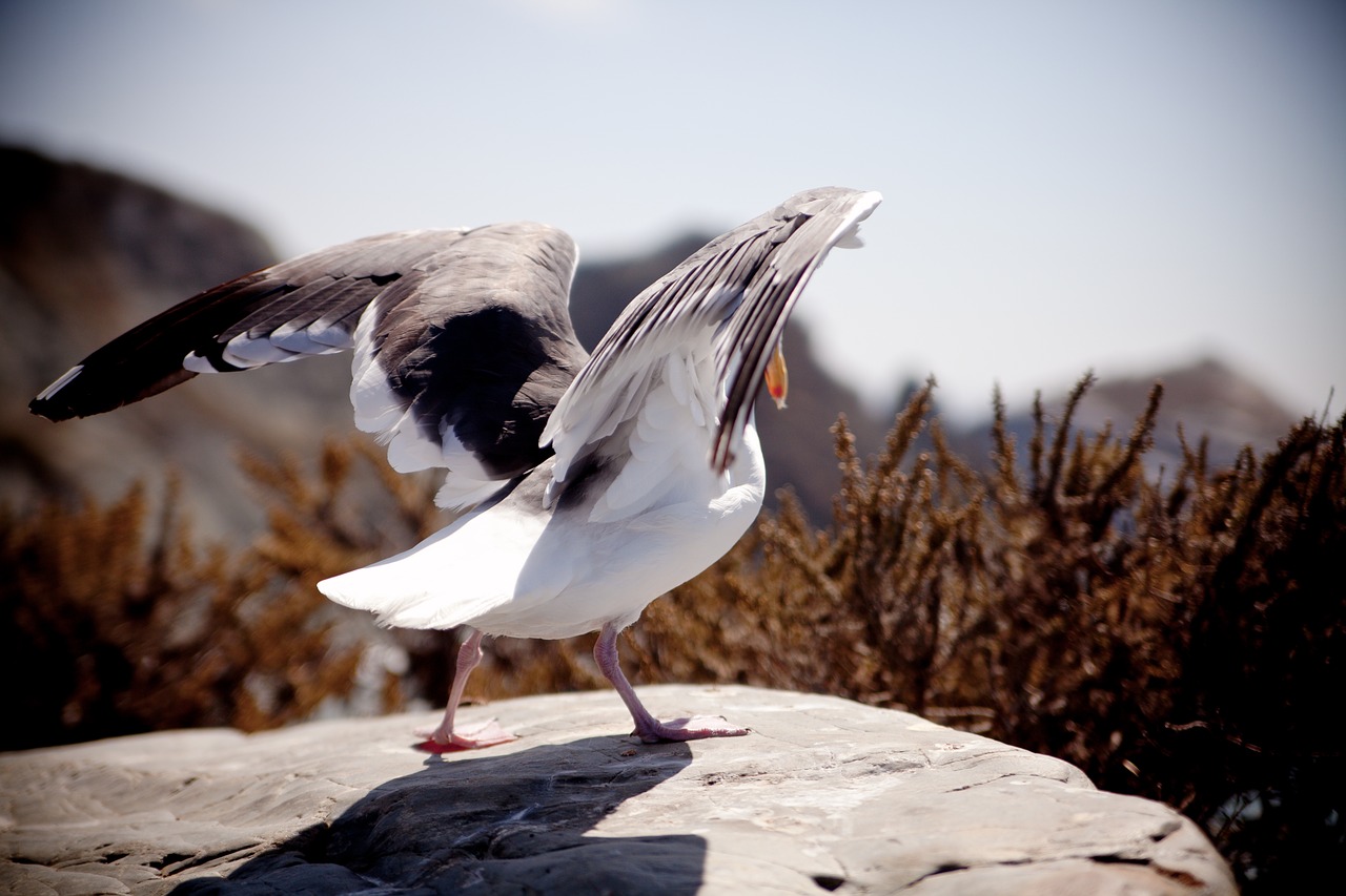 seagull flying nature free photo