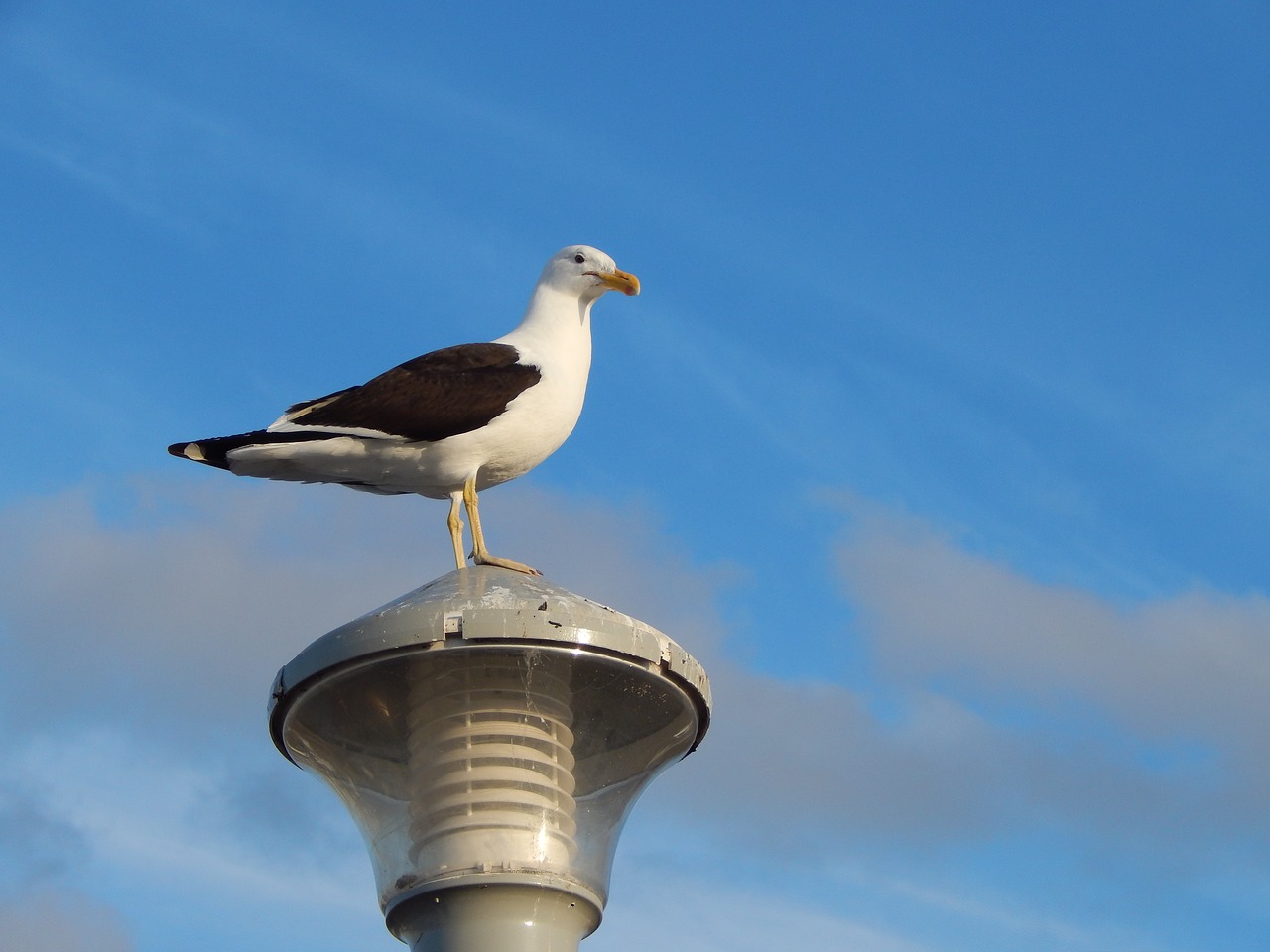 seagull lamp bird free photo