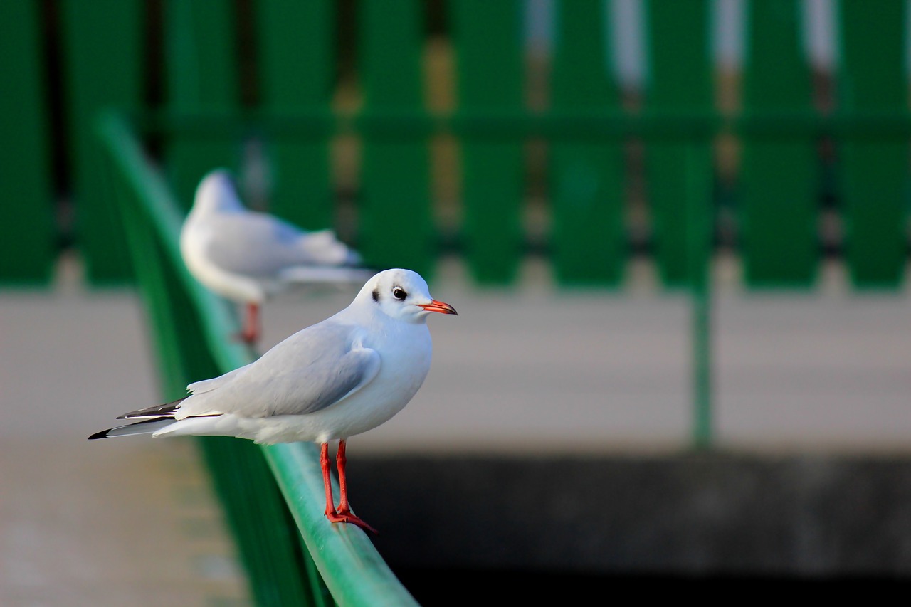 seagull sea port free photo