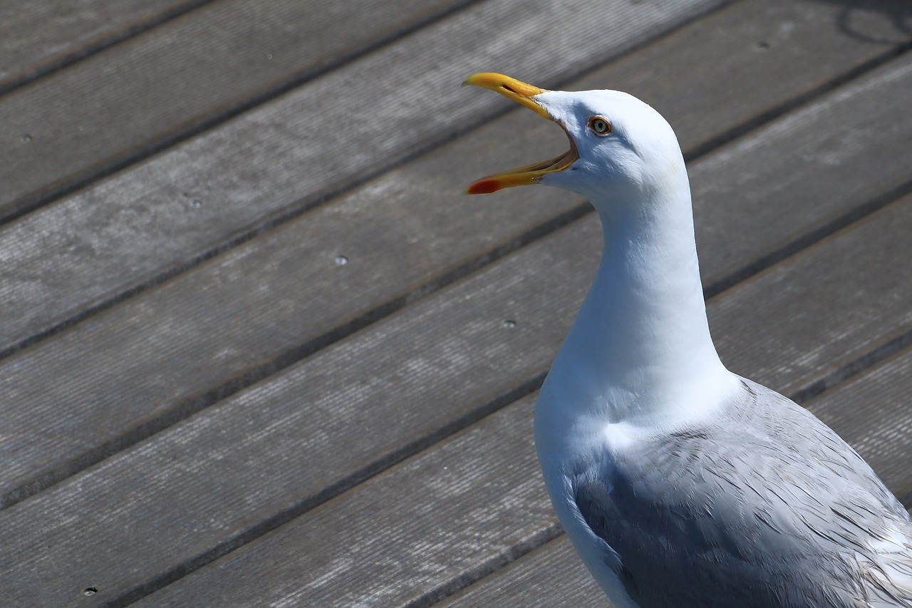 seagull cry port free photo