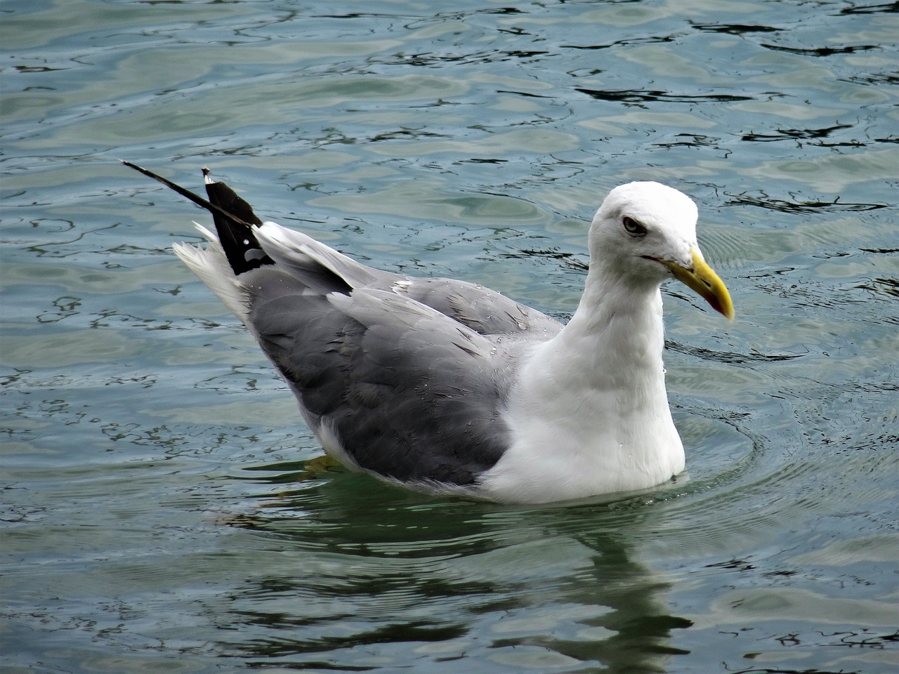 seagull water bird free photo