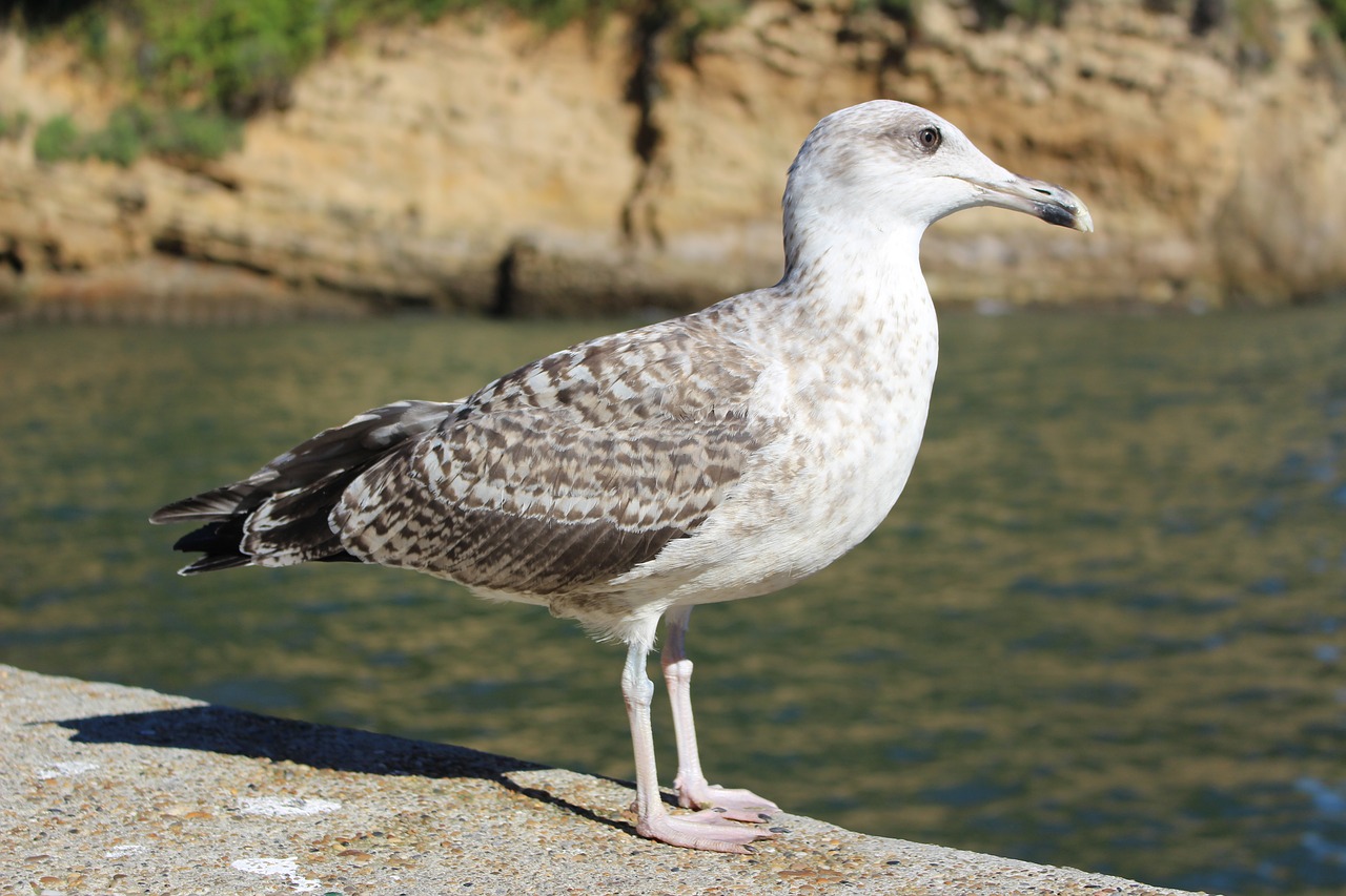 seagull sea bird free photo