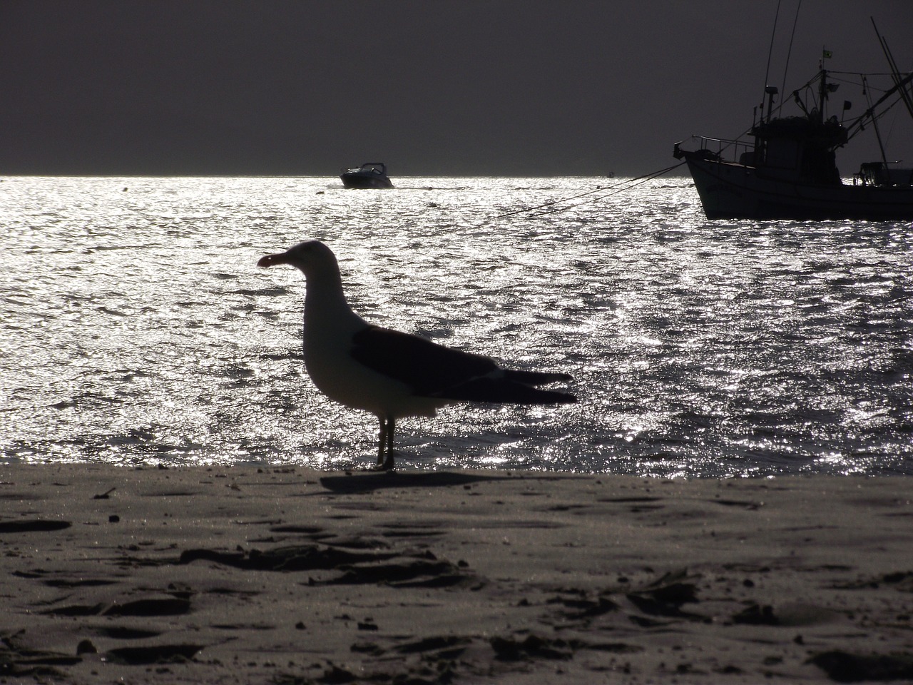 seagull bird mar free photo