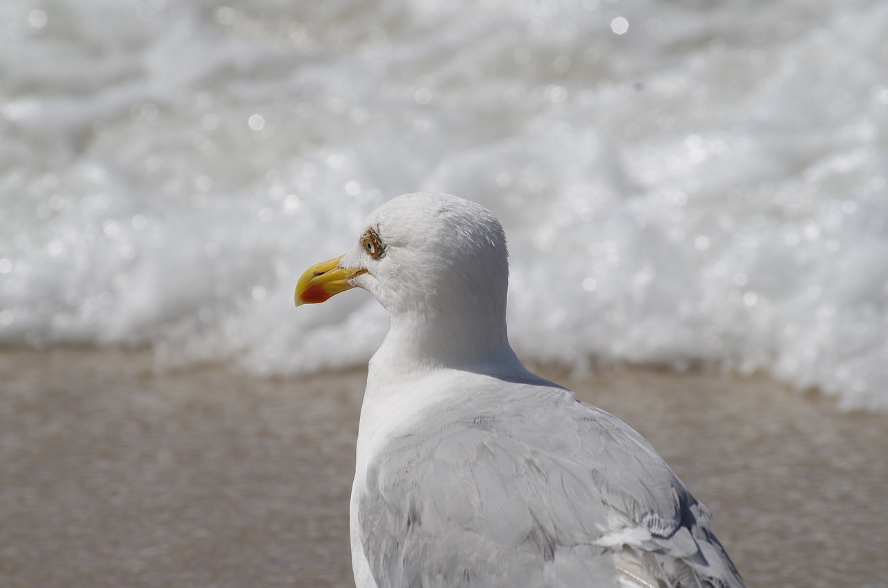 seagull beach north sea free photo