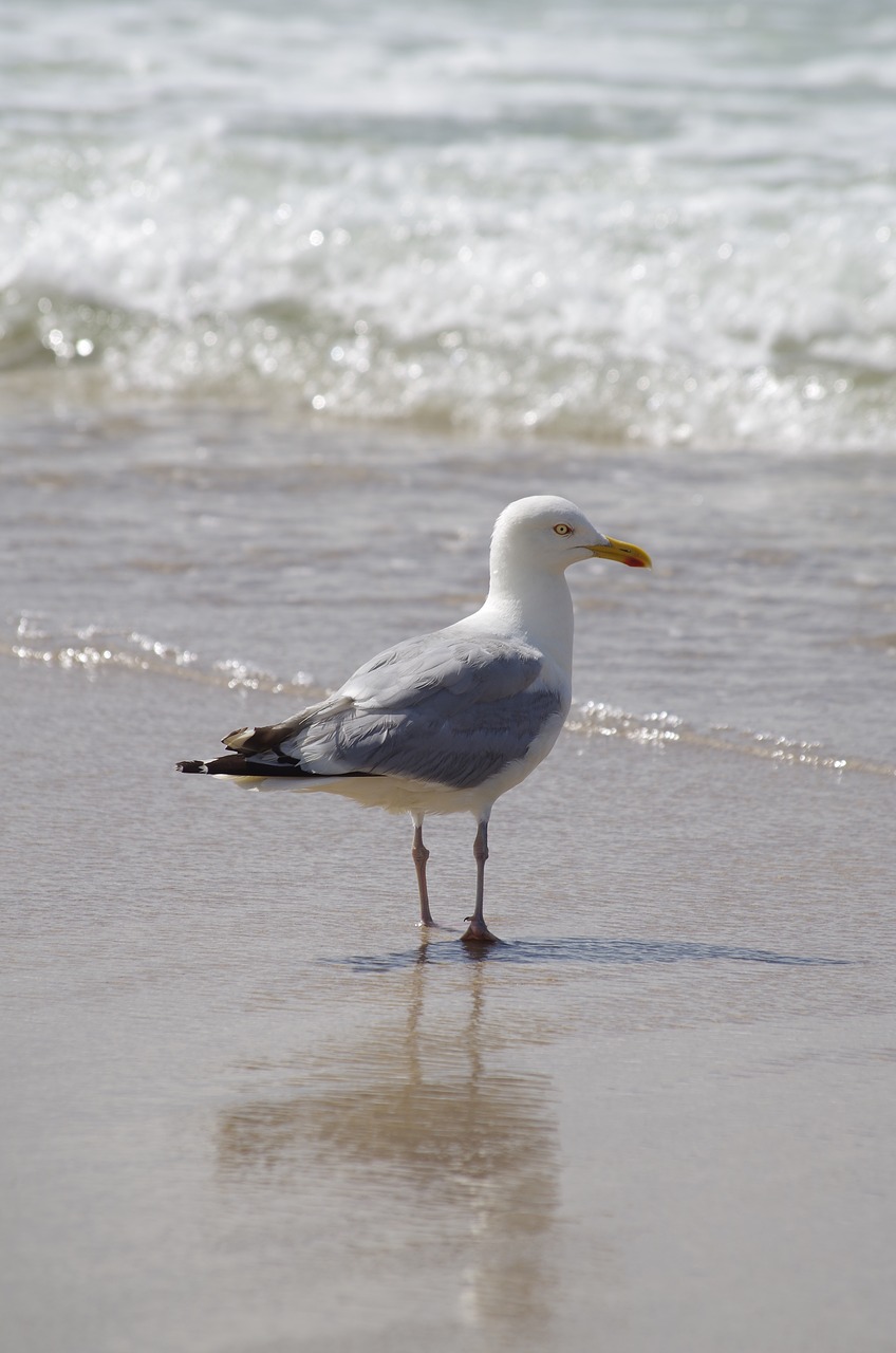 seagull north sea beach free photo