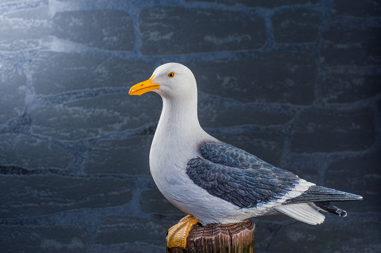 seagull pile stone wall free photo