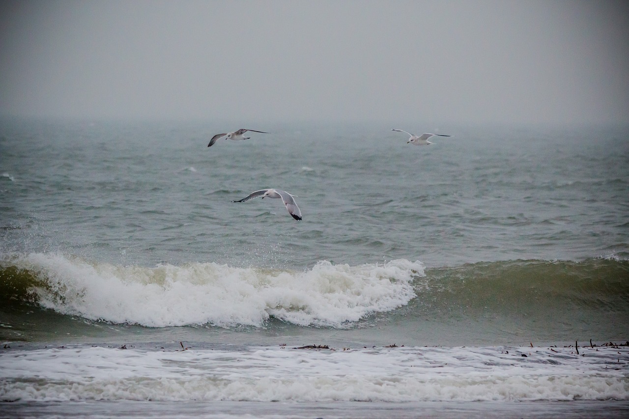 seagull bird fly free photo