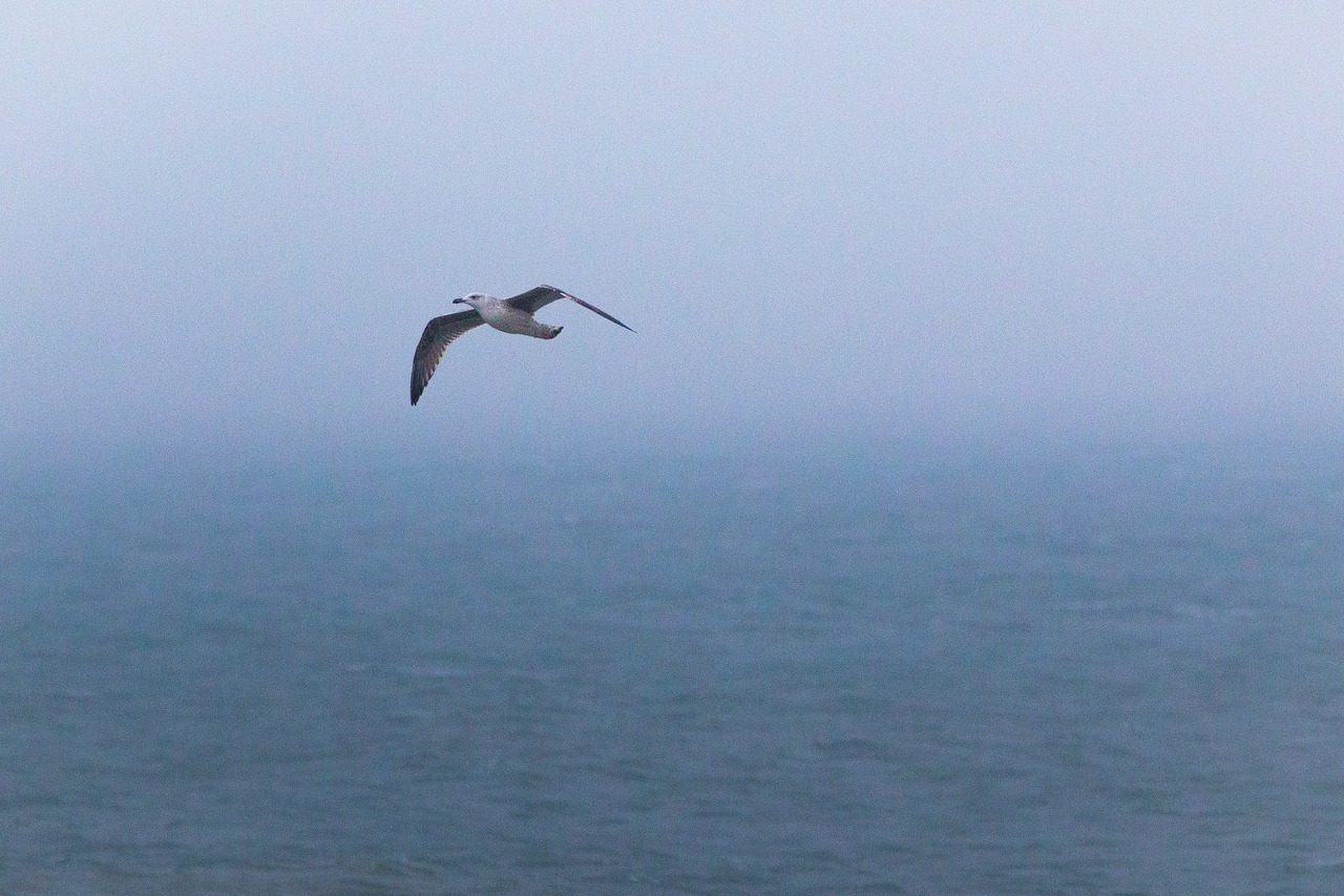 seagull bird fly free photo