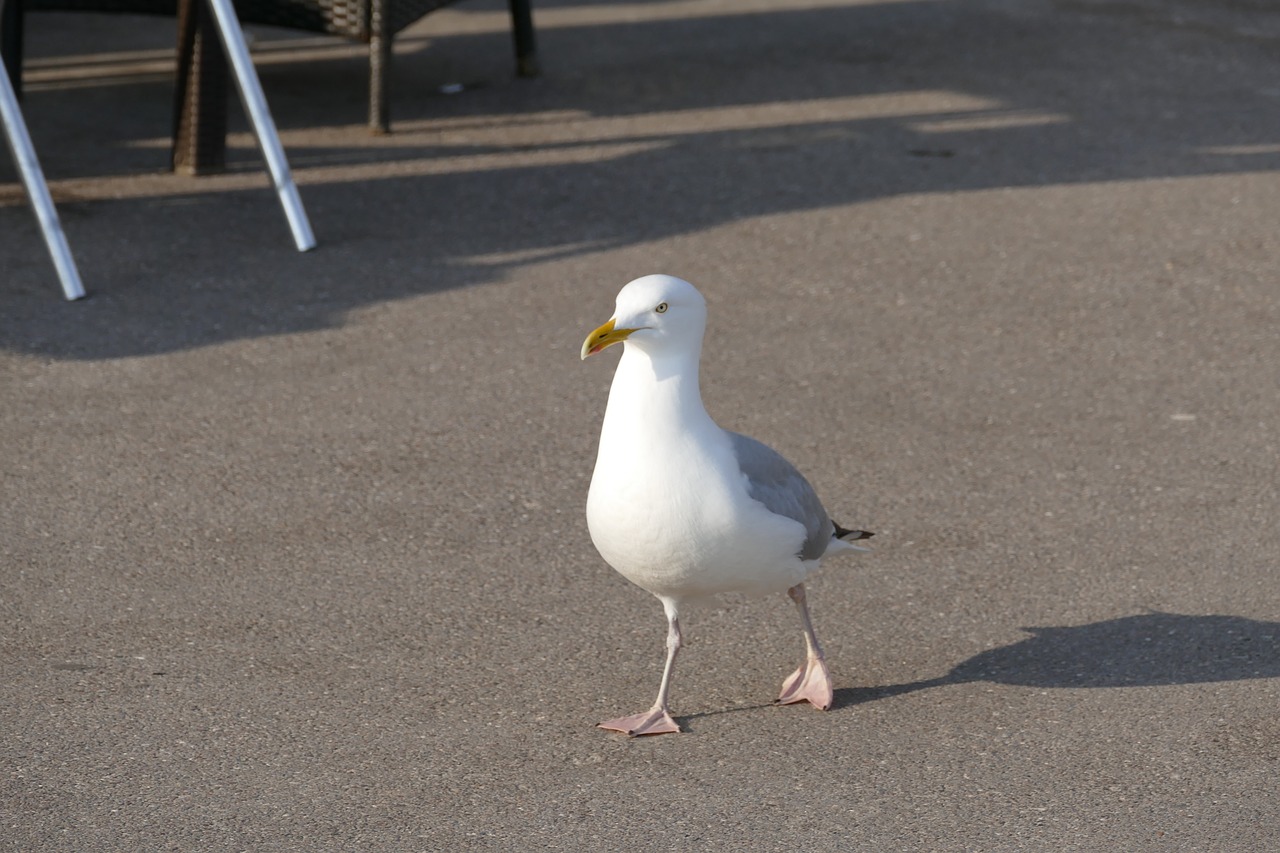 seagull bird wi free photo