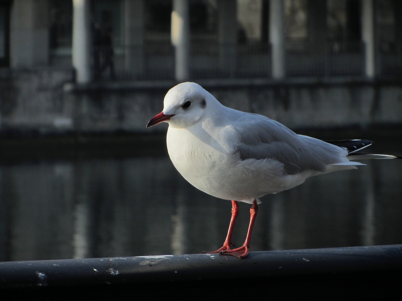 seagull railing zurich free photo