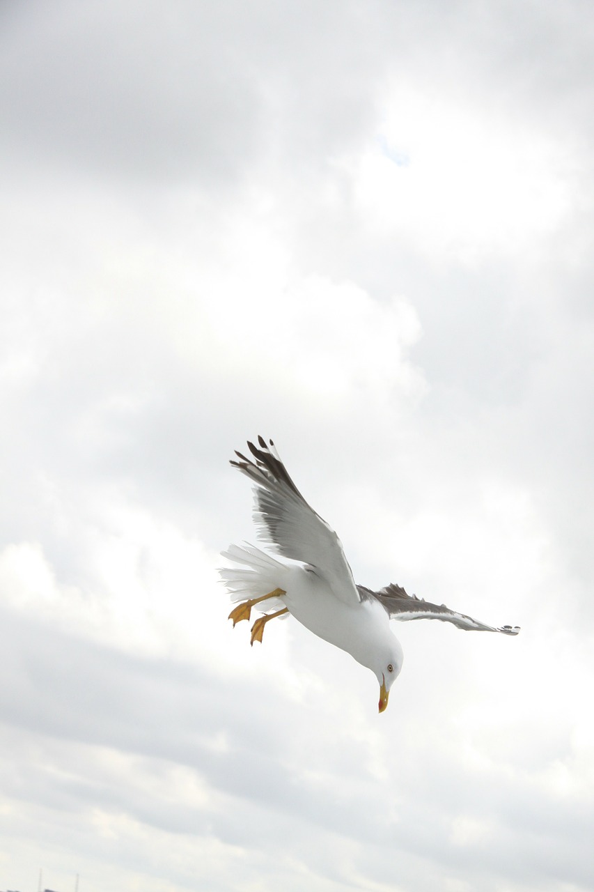 seagull bird wings free photo