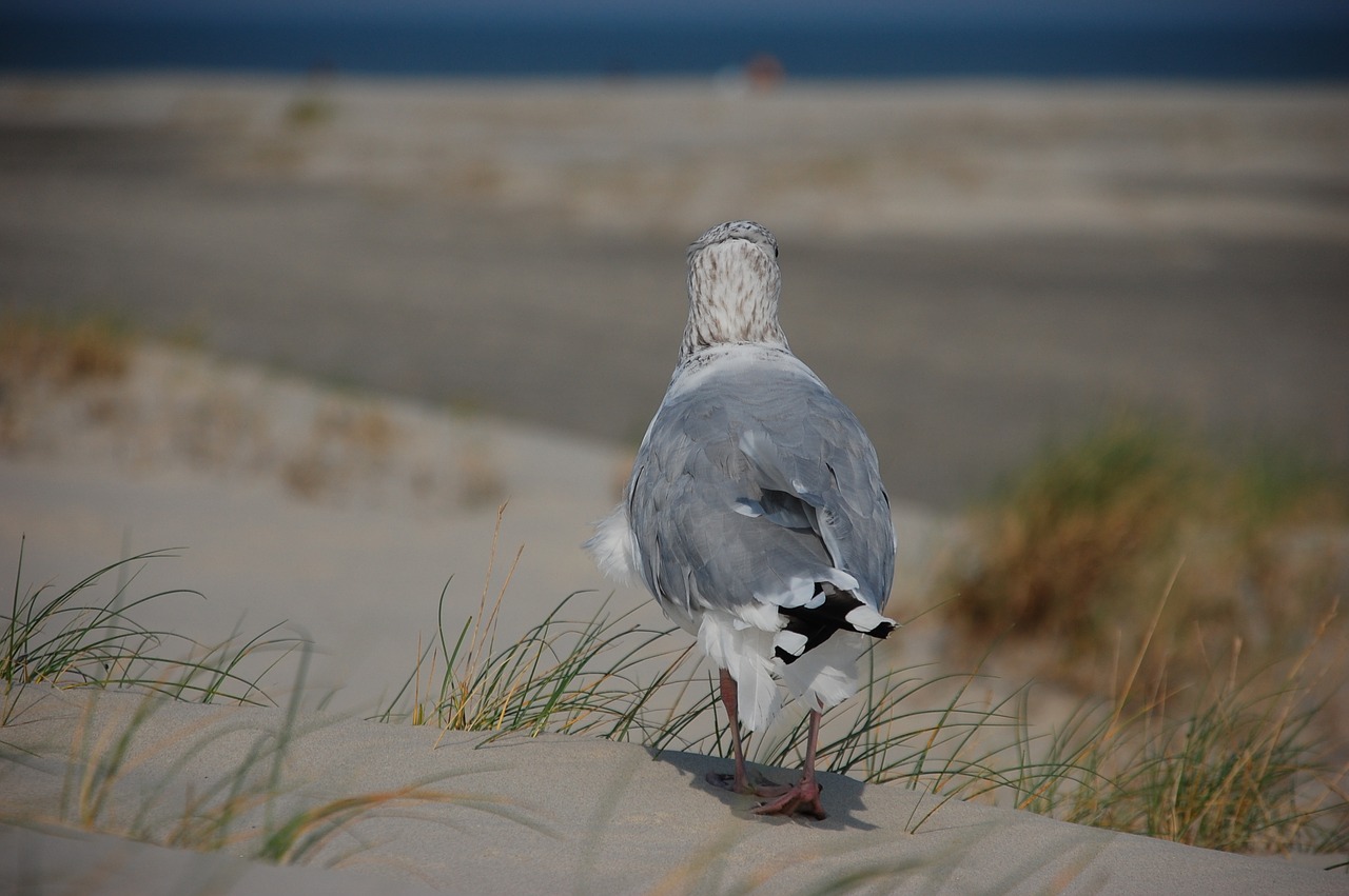 seagull beach sea free photo