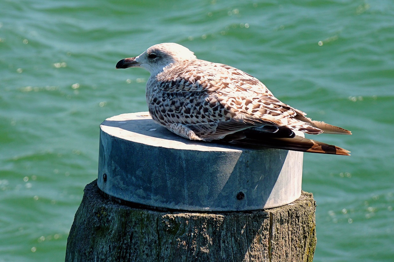 seagull sea baltic sea free photo