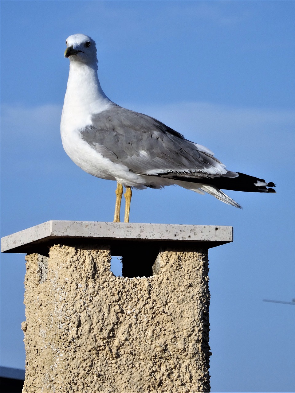 seagull fireplace bird free photo