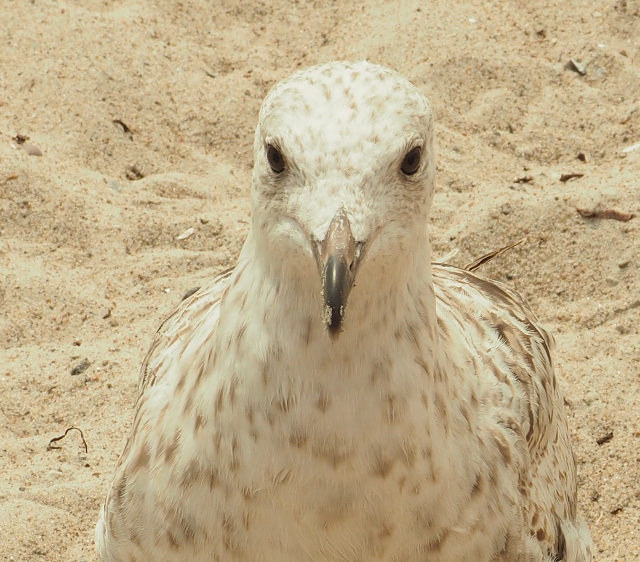 seagull seevogel beach free photo