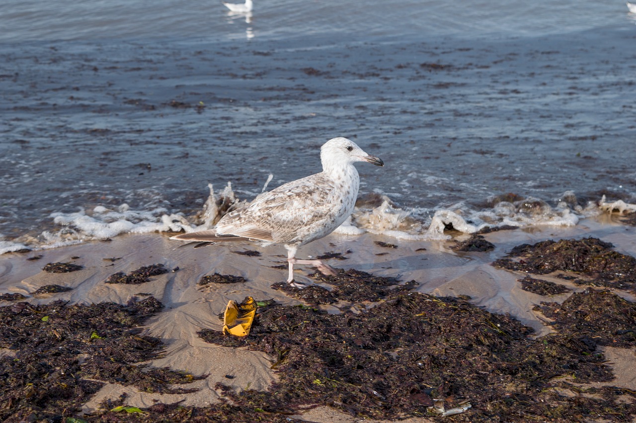 seagull sea nature free photo