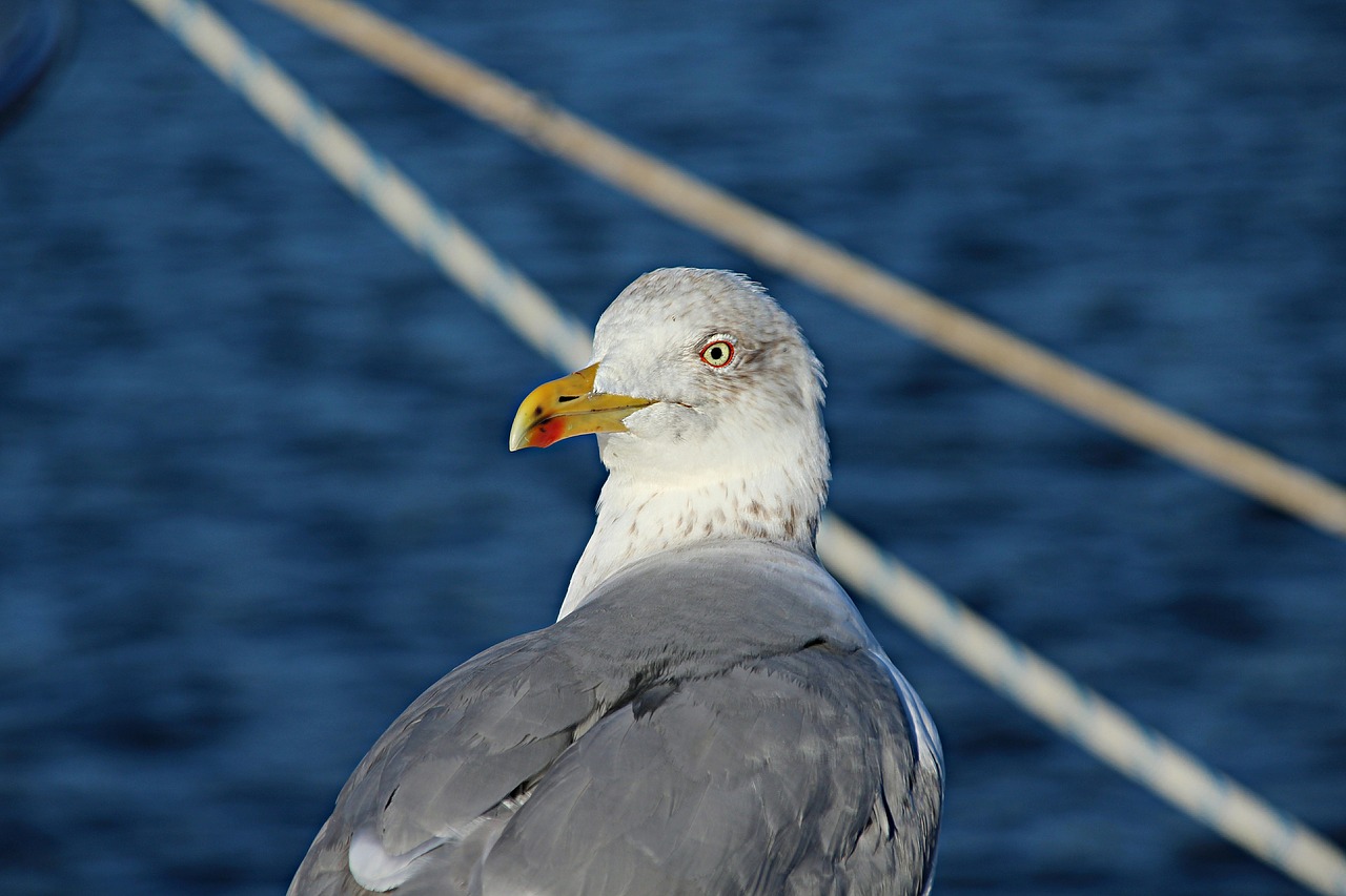 seagull sea port free photo