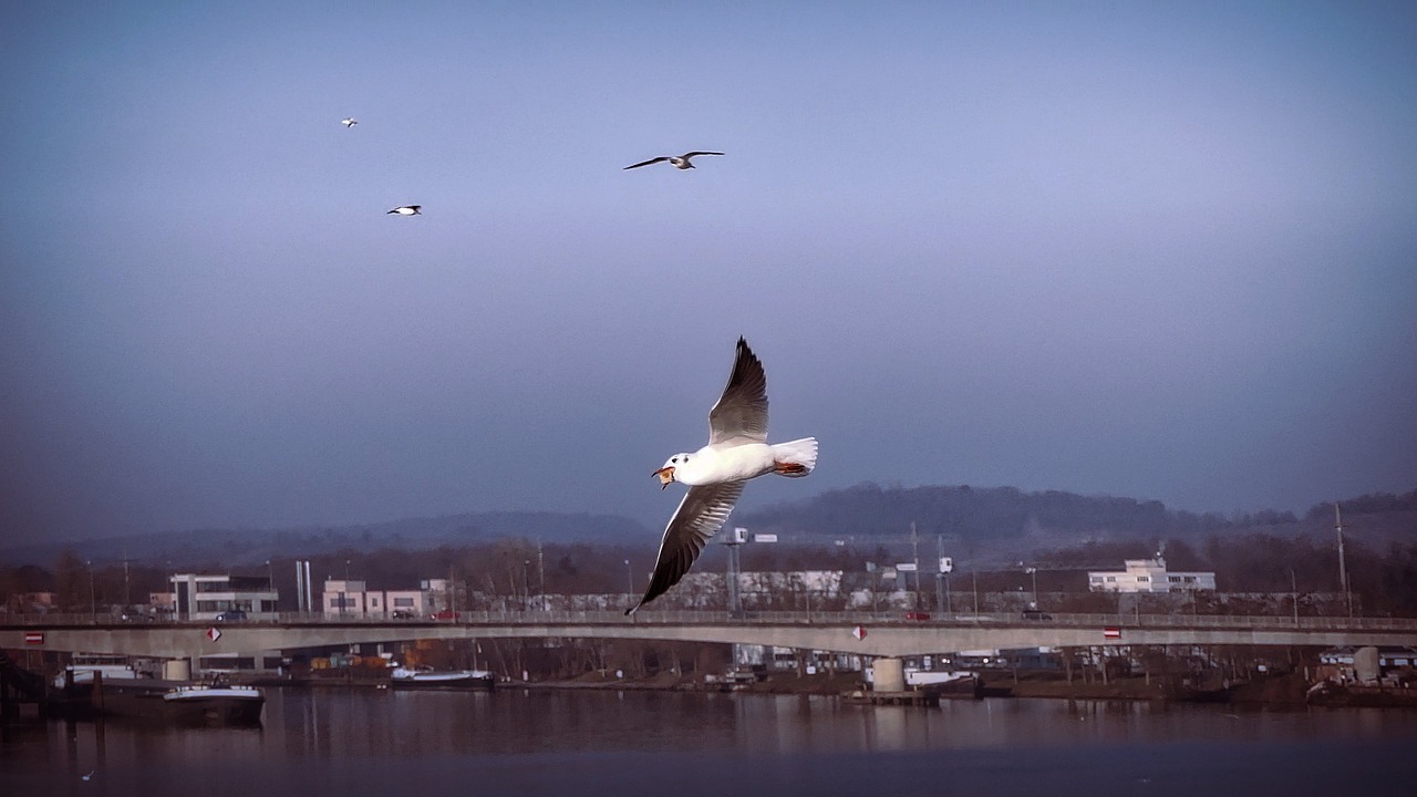 seagull weil am rhein in flight free photo